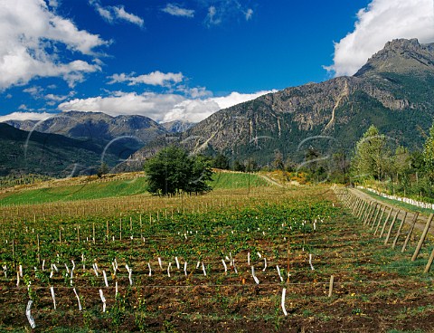 Vineyard of Via Patagonia at a latitude of 42 South near El Bolson Patagonia Argentina