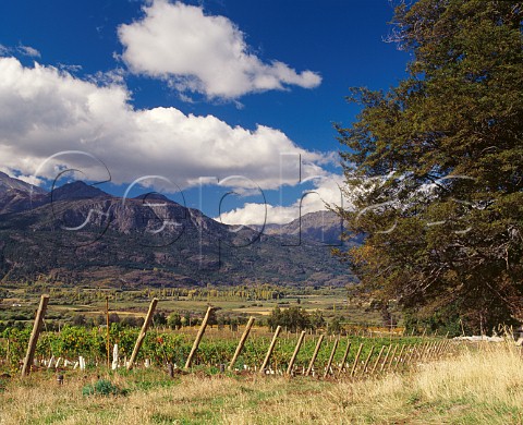 Vineyard of Via Patagonia at a latitude of 42 south near El Bolson Patagonia Argentina