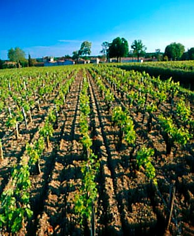 Chteau Potensac and its vineyard   Ordonnac Gironde France     Bordeaux  Mdoc Cru Bourgeois Exceptionnel