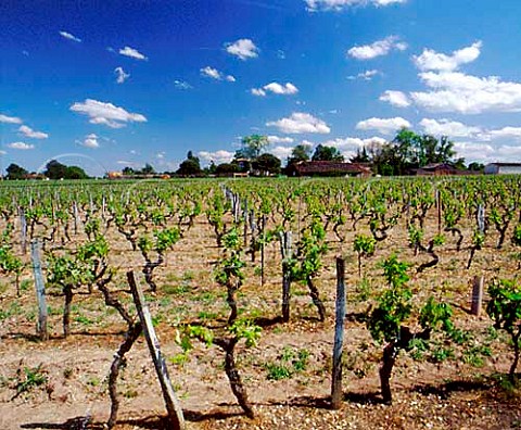 Chteau Cabannieux and its vineyard   Portets Gironde France   Graves  Bordeaux