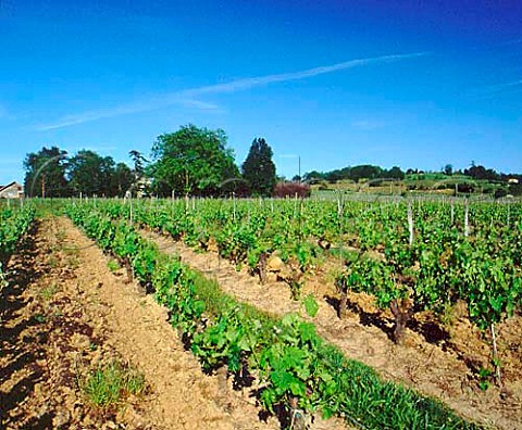 Chteau du Juge set amongst trees and surrounded by   its vineyards Cadillac Gironde France    Premires Ctes de Bordeaux