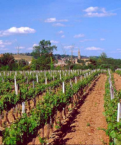 Church in Cadillac seen from the vineyard of    Chteau du Seuil Gironde France    Crons  Bordeaux