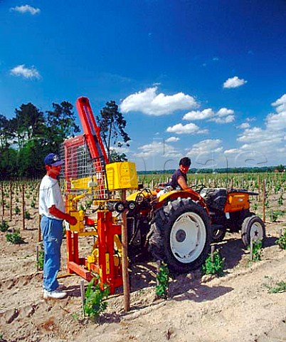 Driving poles into the ground in a replanted   vineyard of Chteau Cabannieux Portets Gironde   France            Graves  Bordeaux