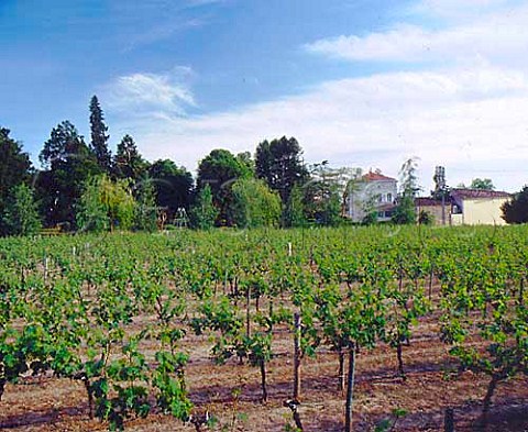 Vineyard at Chteau GrandeChamps   SttiennedeLisse Gironde France   Stmilion  Bordeaux