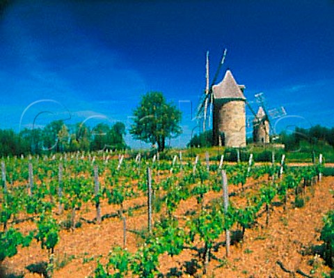 Les Moulins de Calon amidst the vineyards at   Montagne Gironde France     MontagneStmilion  Bordeaux