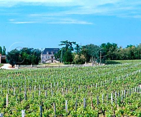 Chteau Maison Blanche and its vineyard Montagne   Gironde France    MontagneStmilion  Bordeaux