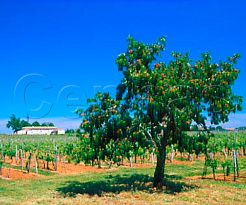 Cherry tree in vineyard at Chteau de Bellevue Lussac Gironde France    LussacStmilion  Bordeaux