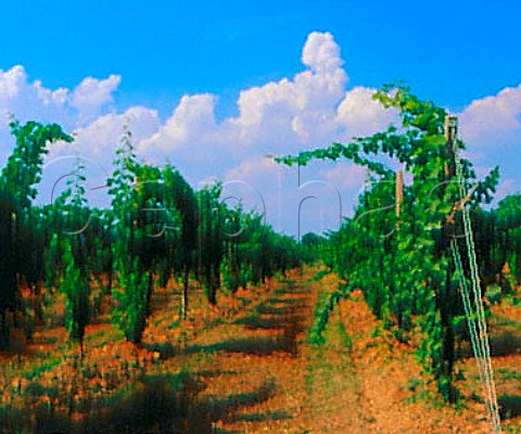 Vineyard near Ponte di Piave Veneto Italy  Piave