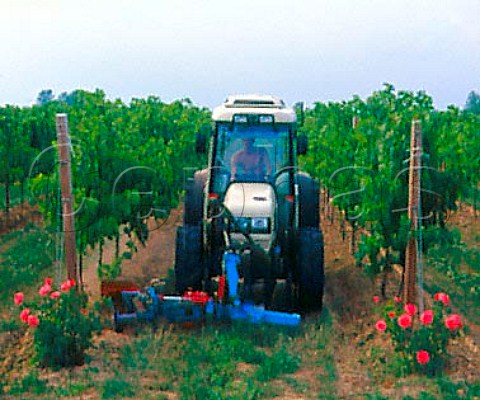Ploughing in vineyard Pramaggiore Veneto Italy   LisonPramaggiore