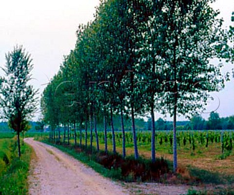 Windbreak of trees alongside vineyard   Sesto al Rghena Friuli Italy   LisonPramaggiore