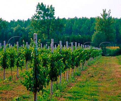 Vineyard near Sesto al Rghena Friuli Italy     LisonPramaggiore