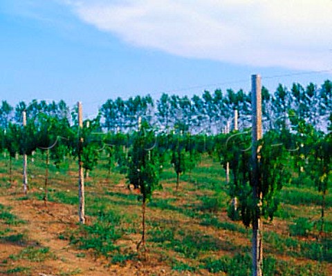 Vineyard with windbreak of trees Sesto al Rghena   Friuli Italy     LisonPramaggiore