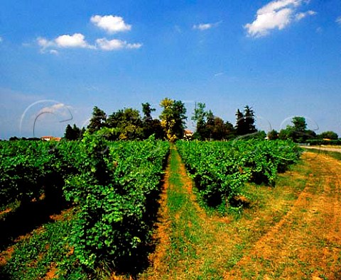 Vineyards near Ponte Veneto Italy    Piave