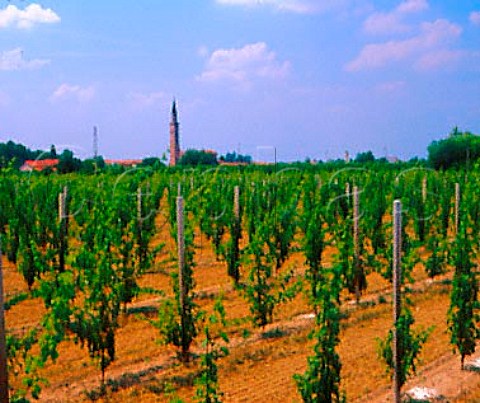 Young vineyard and church at Negrisia near Ponte   Veneto Italy    Piave