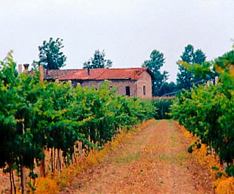Vineyard near Zppola Friuli Italy   Grave del Friuli
