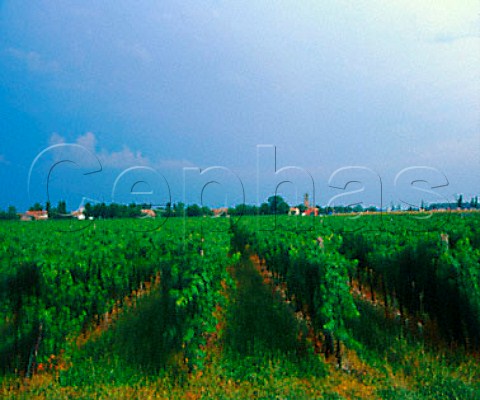 Vineyard at Muscaletto Friuli Italy   Latisana