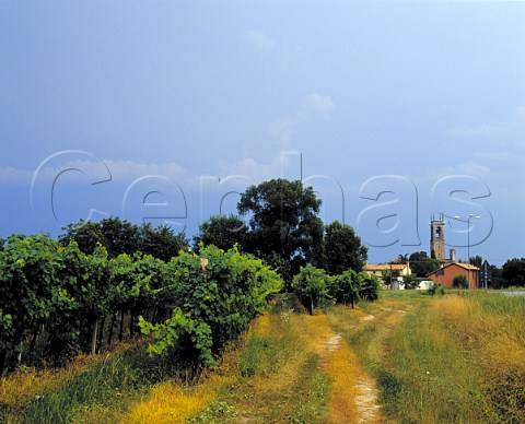 Vineyard and campanile Muscaletto Friuli Italy   Latisana