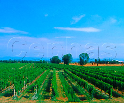 Vineyard near Cervignano Friuli Italy   Aquileia