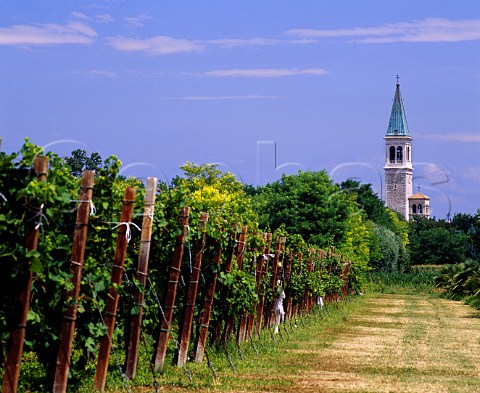 Vineyard and church tower Ruda Friuli Italy     Aquileia