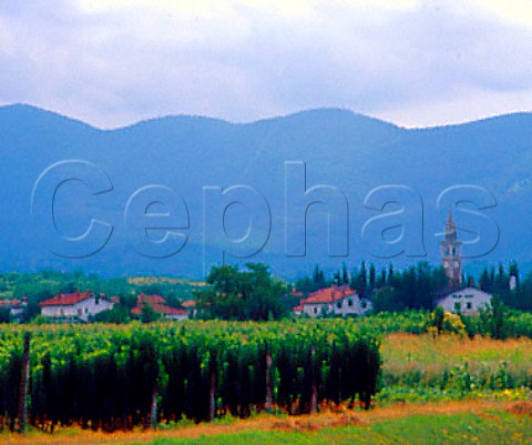 Vineyard and church at Vrtojba near the border with   Italy Slovenia  Brda