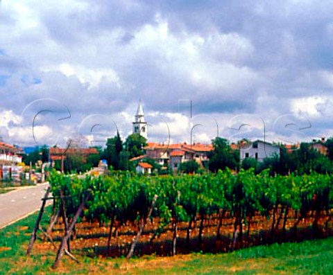 Vineyard and church Selo Slovenia    Brda