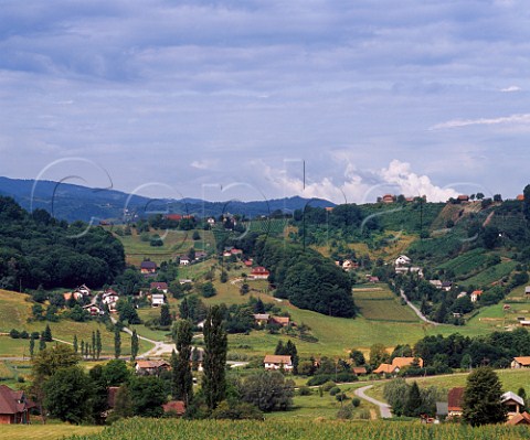 Vineyards and scattered houses at Pesnica Slovenia  Maribor