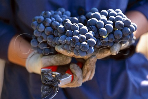 Pickers hands holding bunches of   harvested Barbera grapes Alba   Piemonte Italy