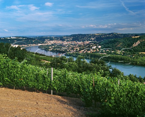 Vineyard above the Rhne at Seyssuel with Vienne in distance Isre France  Coteaux de Seyssuel  IGP Collines Rhodaniennes