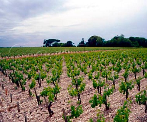 Vineyards of Chteau ChasseSpleen   Grand Poujeaux Gironde France     MoulisenMdoc  Cru Bourgeois Exceptionnel