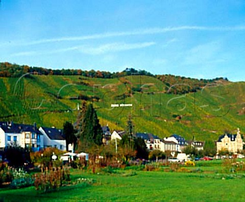 rziger Wrzgarten vineyard overlooking rzig town   Germany  Mosel