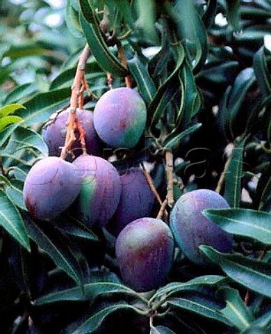 Ripe mangoes on the tree variety Sensacin at   Triana near Velez Malaga Andaluca Spain
