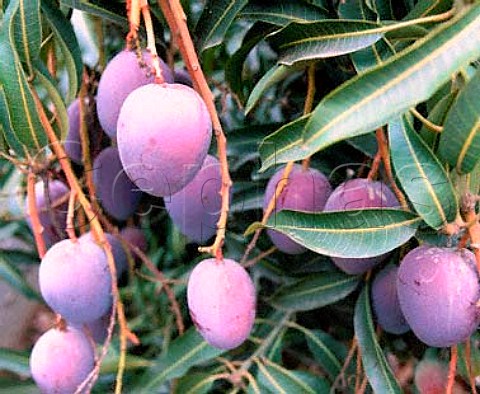 Ripe mangoes on the tree variety Sensacin at   Triana near Velez Malaga Andaluca Spain