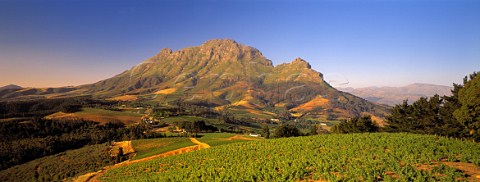 Delaire Vineyard with the Simonsberg beyond   Stellenbosch South Africa