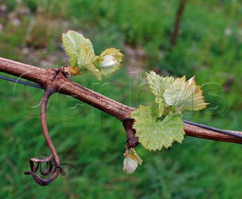Spring leaves on Pinot Noir vine Denbies Estate Dorking Surrey England