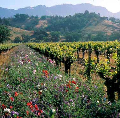 Vineyards of Chateau Montelena Calistoga   Napa Co California