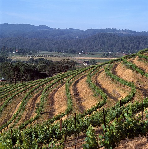 Vineyards of Chateau Montelena Calistoga   Napa Valley California