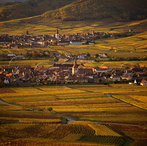 Kientzheim with Ammerschwihr beyond surrounded by   autumnal vineyards in the Kaysersberg Valley viewed   from the Montagne de Sigolsheim   HautRhin France         Alsace