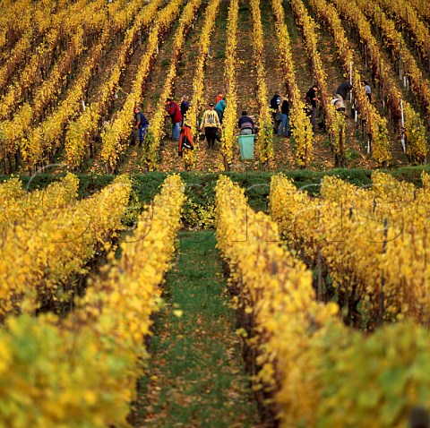 Harvesting grapes in late October for   Vendange Tardive in the Mambourg vineyard   Sigolsheim HautRhin France     Alsace Grand Cru