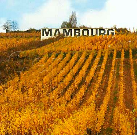 The Mambourg vineyard in autumn   Sigolsheim HautRhin France     Alsace Grand Cru