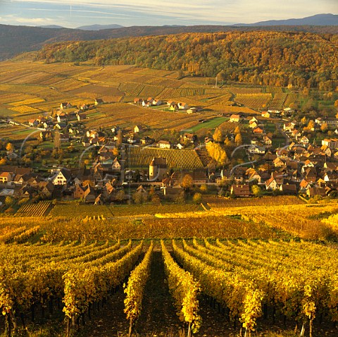View from the Grand Cru Zinnkoepfl vineyard to the   village of Soultzmatt HautRhin France         Alsace