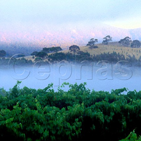 Earlymorning in vineyard of Mount Langi Ghiran   Buangor Victoria Australia      Grampians