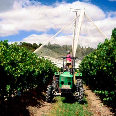 David Lance covering vines with antibird netting   Diamond Valley Vineyards StAndrews   Victoria Australia   Yarra Valley