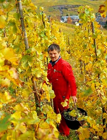 Harvesting Riesling grapes in the Rosenberg vineyard   above BernkastelKues Germany    Mosel