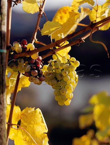 Bunch of Riesling grapes in the Wehlener Sonnenuhr   vineyard Germany    Mosel