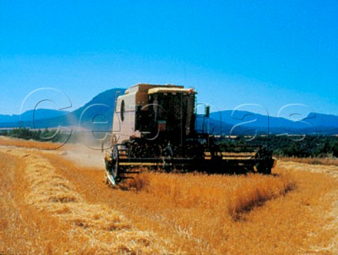 Harvesting wheat at Berdn near Punte la Raina de   Jaca  Aragon  Spain