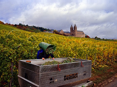 Harvesting Riesling grapes in the Kirchenpfad   vineyard below StHildegardis Abbey Rdesheim   Germany    Rheingau
