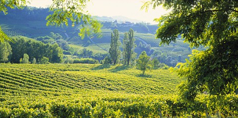 Vineyards in the Monferrato hills near   Nizza Monferrato southeast of Asti   Piemonte Italy