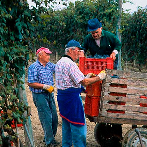 Harvesting Nebbiolo grapes in vineyard of   Rocche Costamagna near La Morra Piemonte Italy  Barolo