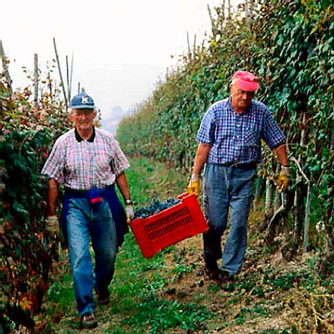 Harvesting Nebbiolo grapes in vineyard of   Rocche Costamagna near La Morra Piemonte Italy  Barolo