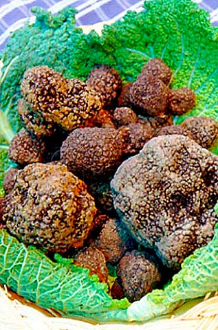 Black truffles from Umbria Italy